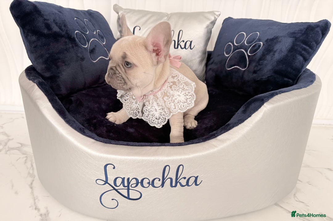 French Bulldog dogs for sale: Stunning platinum and lilac fawn boys and girls - Image 34