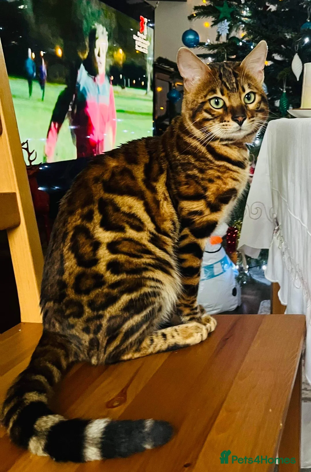 Bengal cats for stud: Adorable pure Bengal boy❤️ for stud in Purfleet - Advert 14