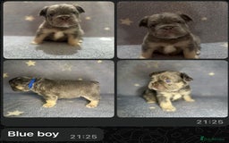 French Bulldog dogs for sale: High Quality French Bulldog Puppies  - Image 2