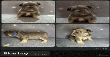French Bulldog dogs - Advert 3