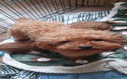 Cavapoo dogs for sale: Cavapoo puppies ❤️ !!!  Last boy !!!!!  - Image 2