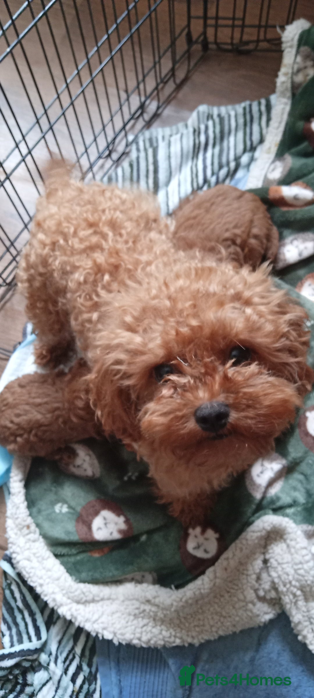 Cavapoo dogs for sale: Cavapoo puppies ❤️ !!!  Last boy !!!!!  - Image 2