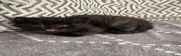 Mixed Breed cats for sale: Beautiful litter 3 left!! Ready to reserve now  - Advert 5