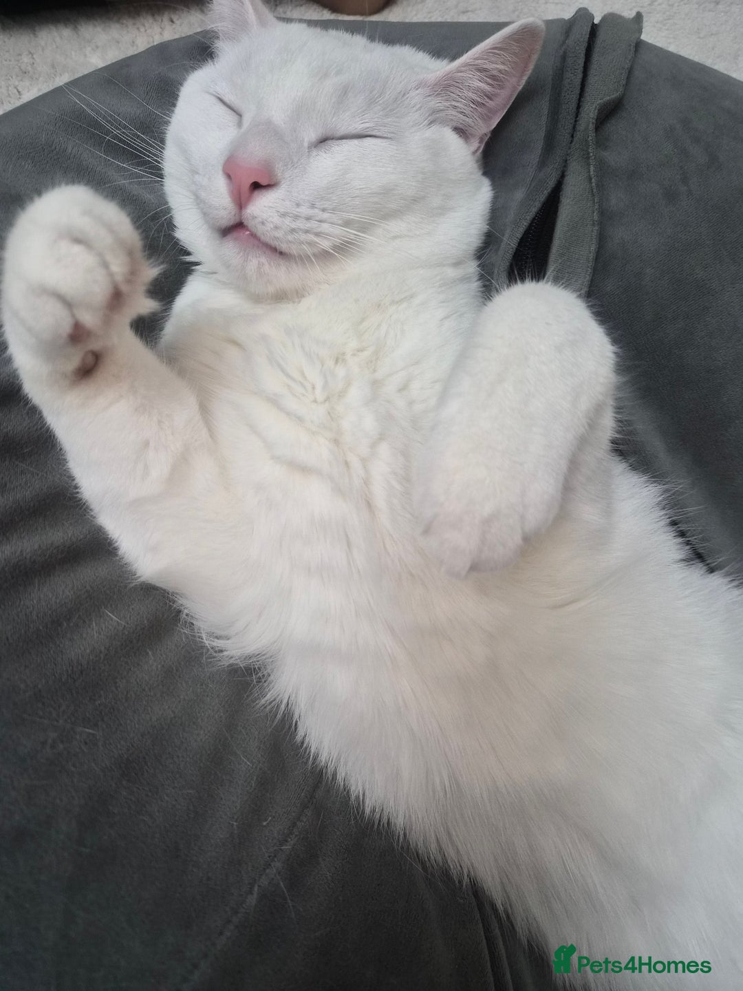 Turkish Angora cats for sale: lovely male turkish angora x khao manee - Advert 3