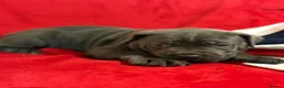 Cane Corso dogs for sale: BEAUTIFUL CANE CORSO PUPPIES – ICCF REGISTERED 🐾 - Advert 14