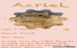 Hamster rodents for sale: Hamsters  - Image 8
