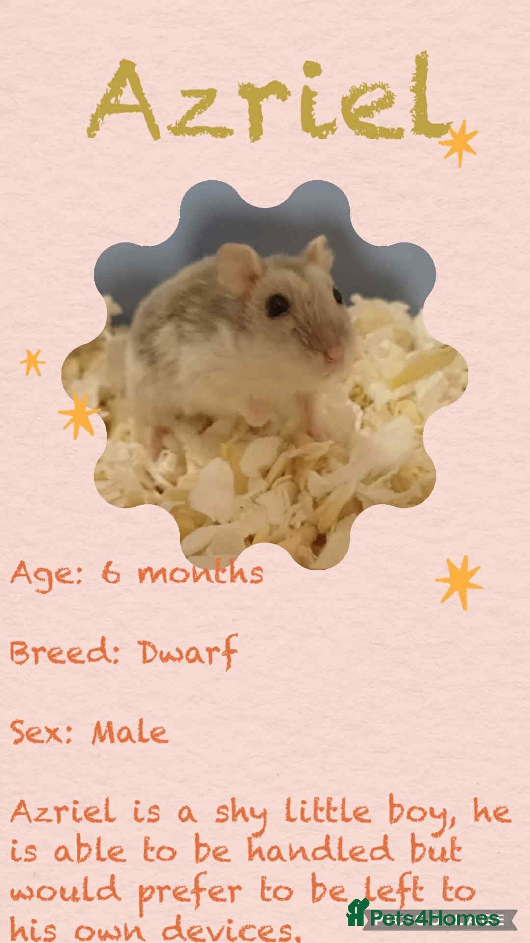 Hamster rodents for sale: Hamsters  - Image 8