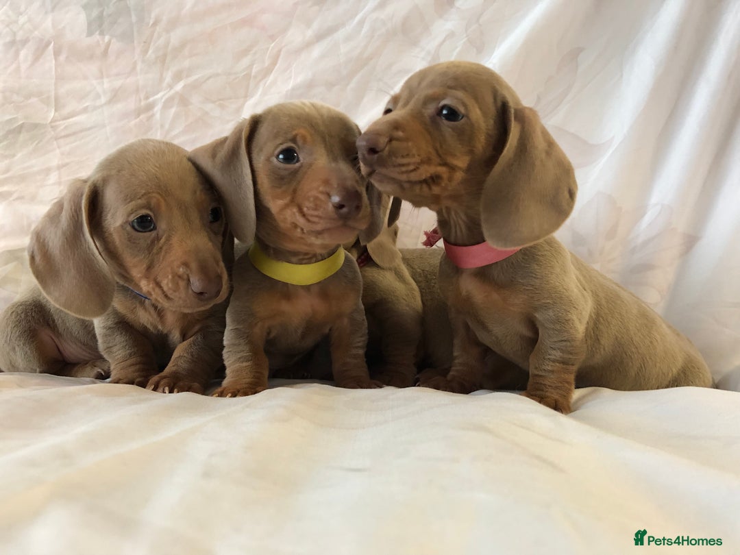 Miniature Dachshund dogs for sale: Miniature dachshund Isabella puppies  - Advert 5