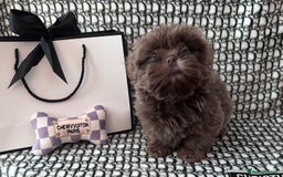 Shih Tzu dogs for sale: Exquisite KC Doll Faced LILAC BOY Imperial 🎀 - Image 7