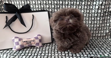 Shih Tzu dogs - Advert 3