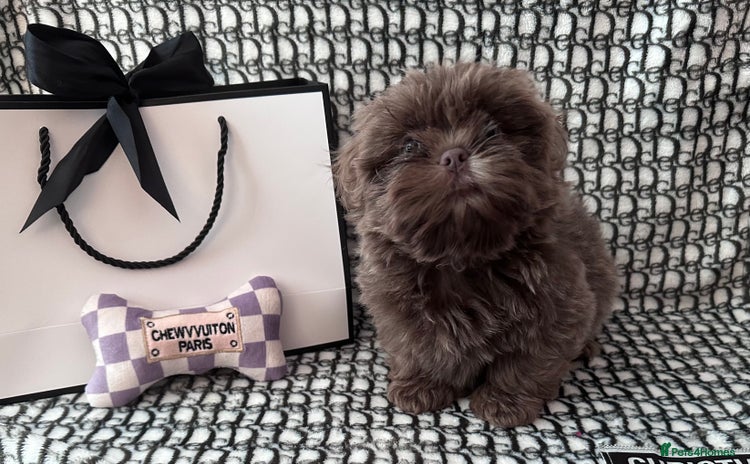 Shih Tzu dogs - Advert 6