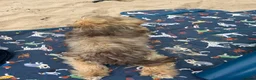 Mixed Breed dogs for sale: Imperial Shih Tzu x griffin - Advert 6