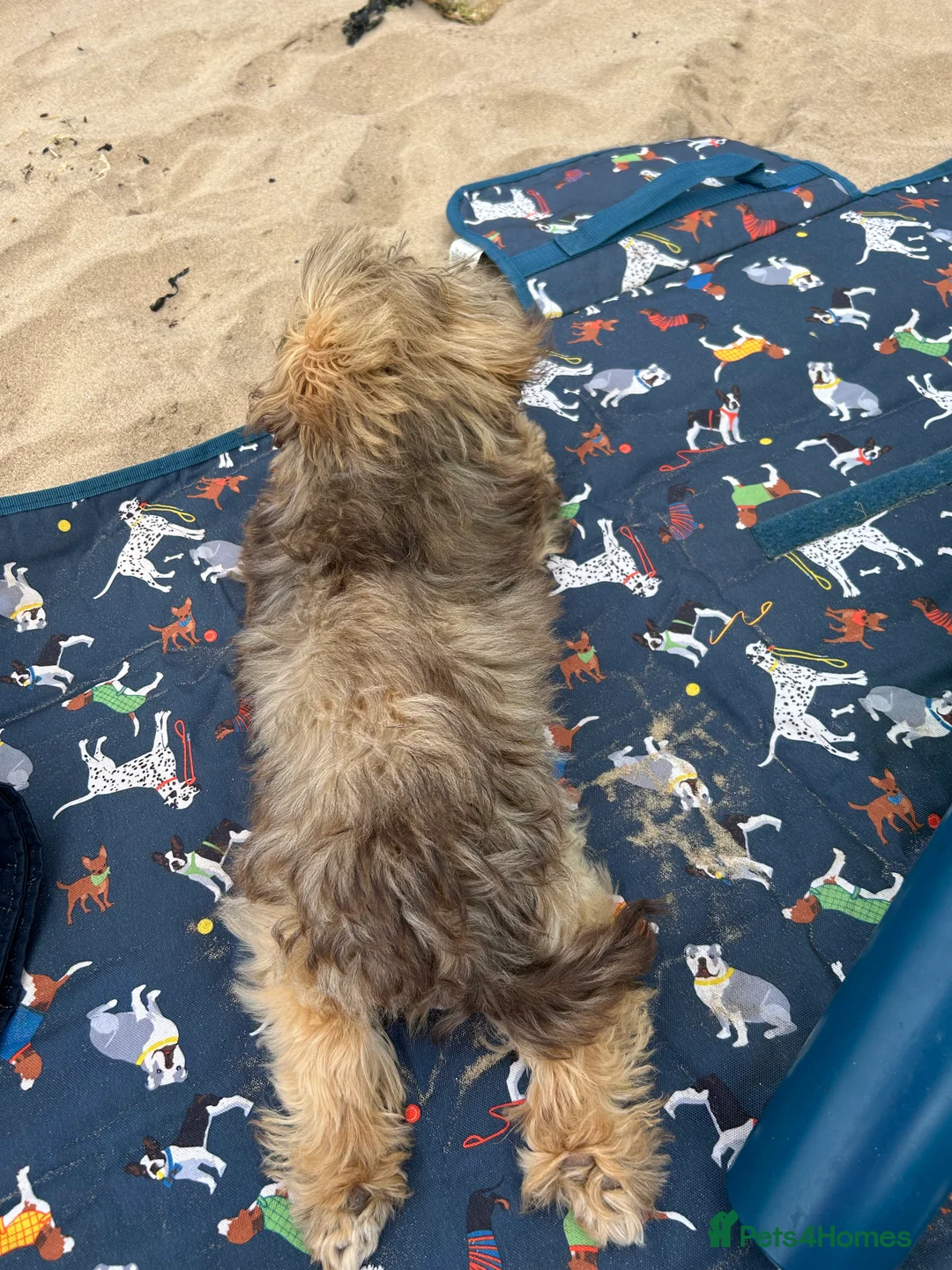 Mixed Breed dogs for sale: Imperial Shih Tzu x griffin - Advert 6