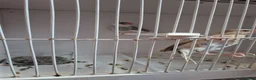Finches birds for sale: Java Finches - Advert 4