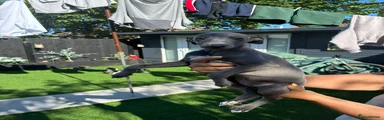 Whippet Puppy 5