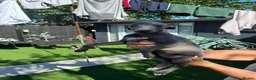 Whippet dogs for sale: Whippet puppies  in Liverpool - Advert 5