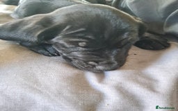 Mixed Breed dogs for sale: Beautiful litter of spaniel Cross  - Image 20