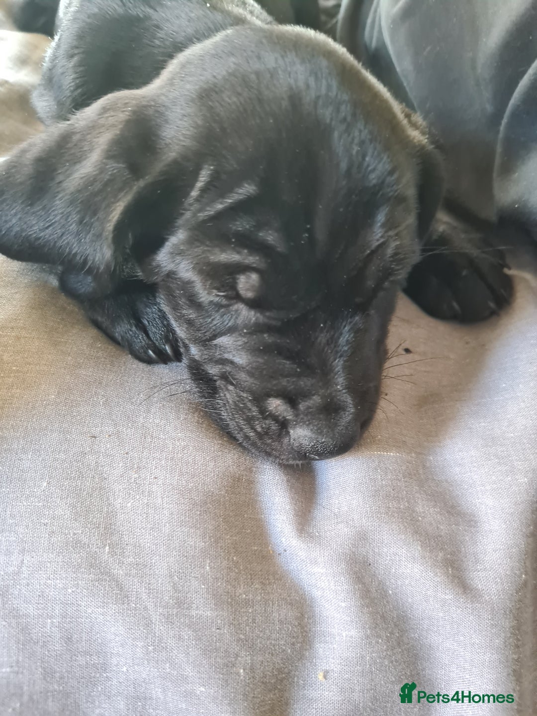 Mixed Breed dogs for sale: Beautiful litter of spaniel Cross  - Image 20
