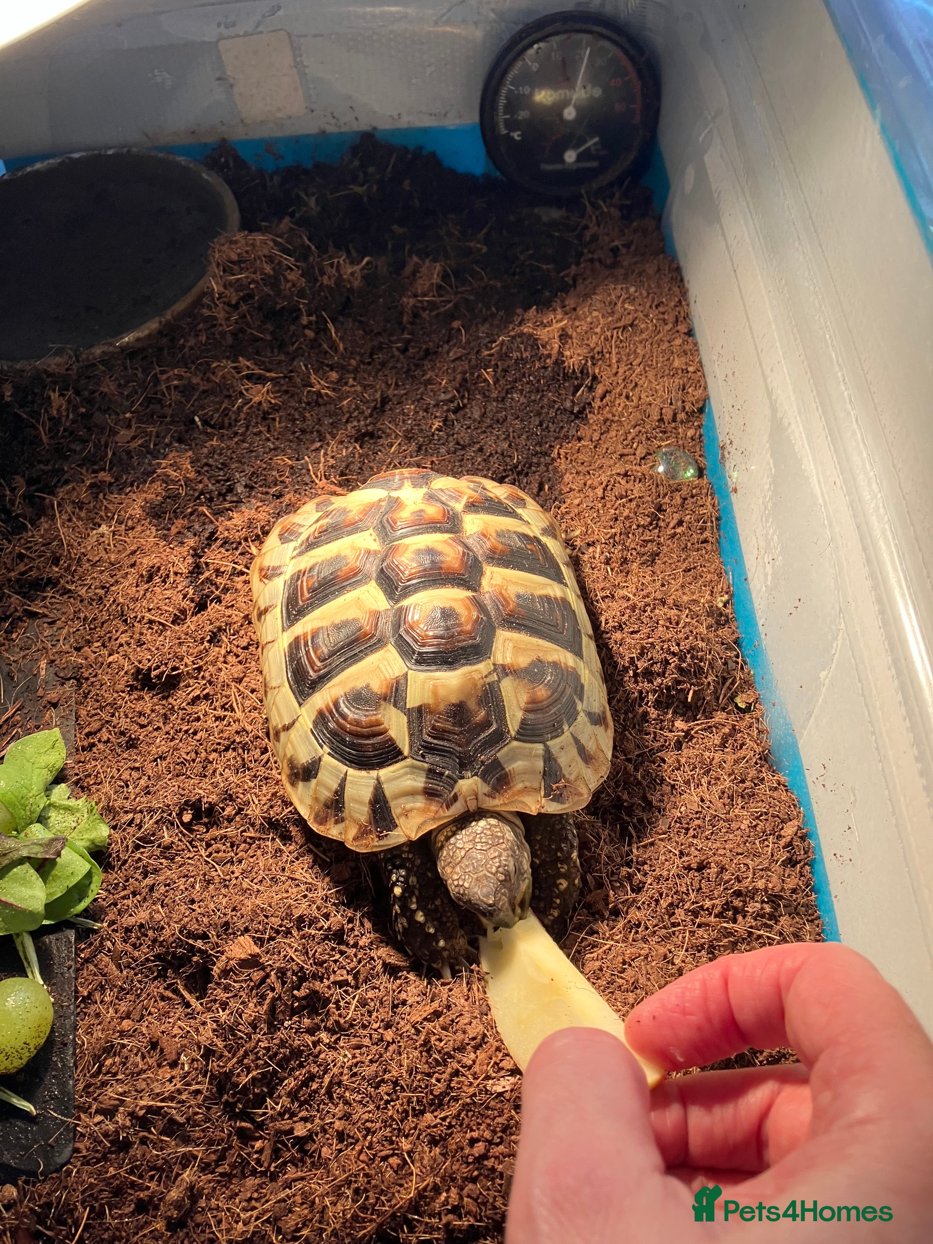 Hermann Tortoise reptiles 4 year old Hermann Tortoise - Advert 1