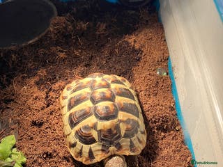 Hermann Tortoise reptiles 4 year old Hermann Tortoise - Advert 5
