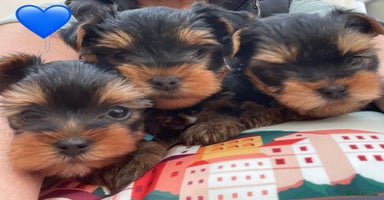 Yorkshire Terrier dogs - Advert 4