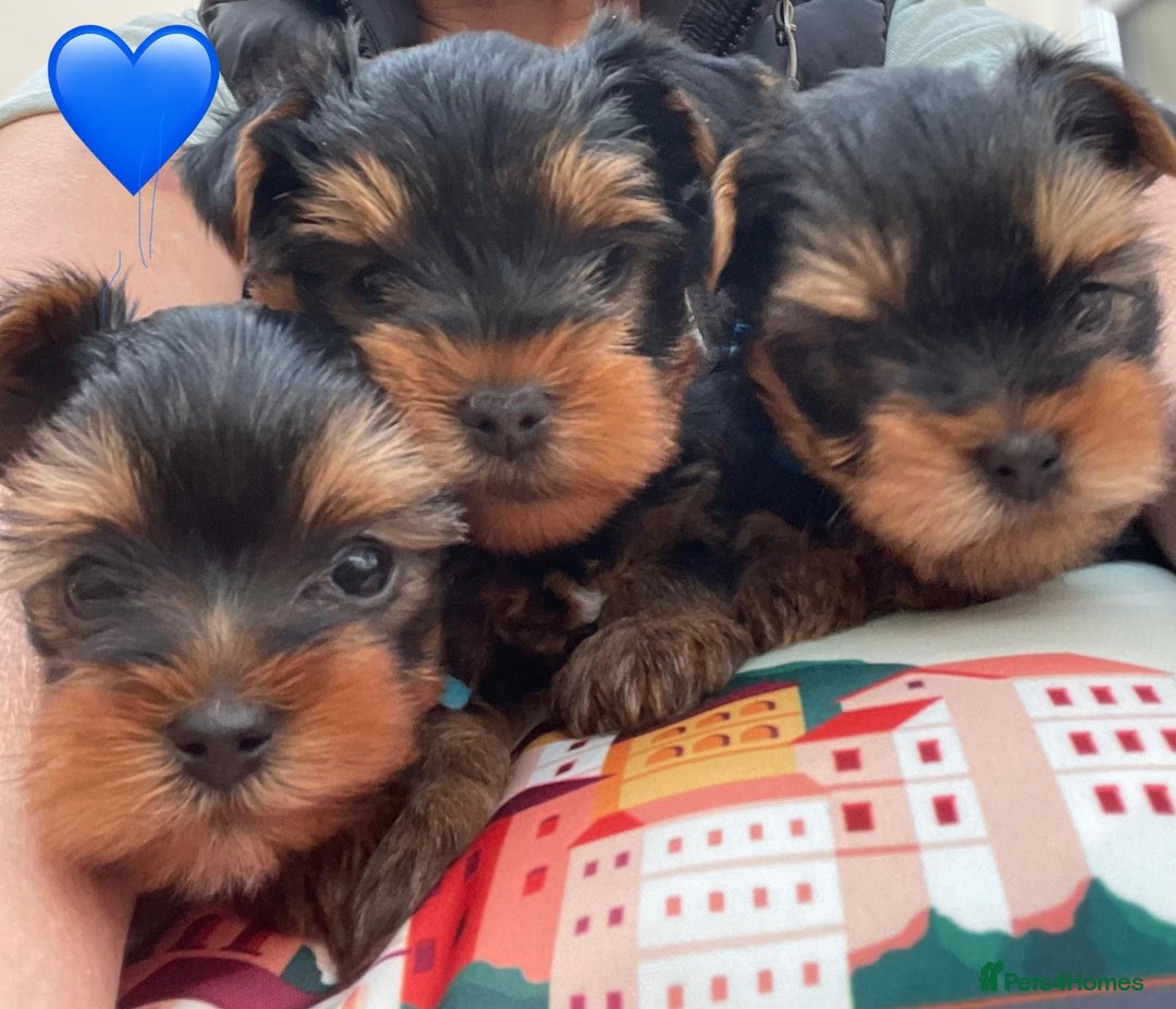 Yorkshire Terrier dogs for sale: Yorkshire terrier puppies - Image 3