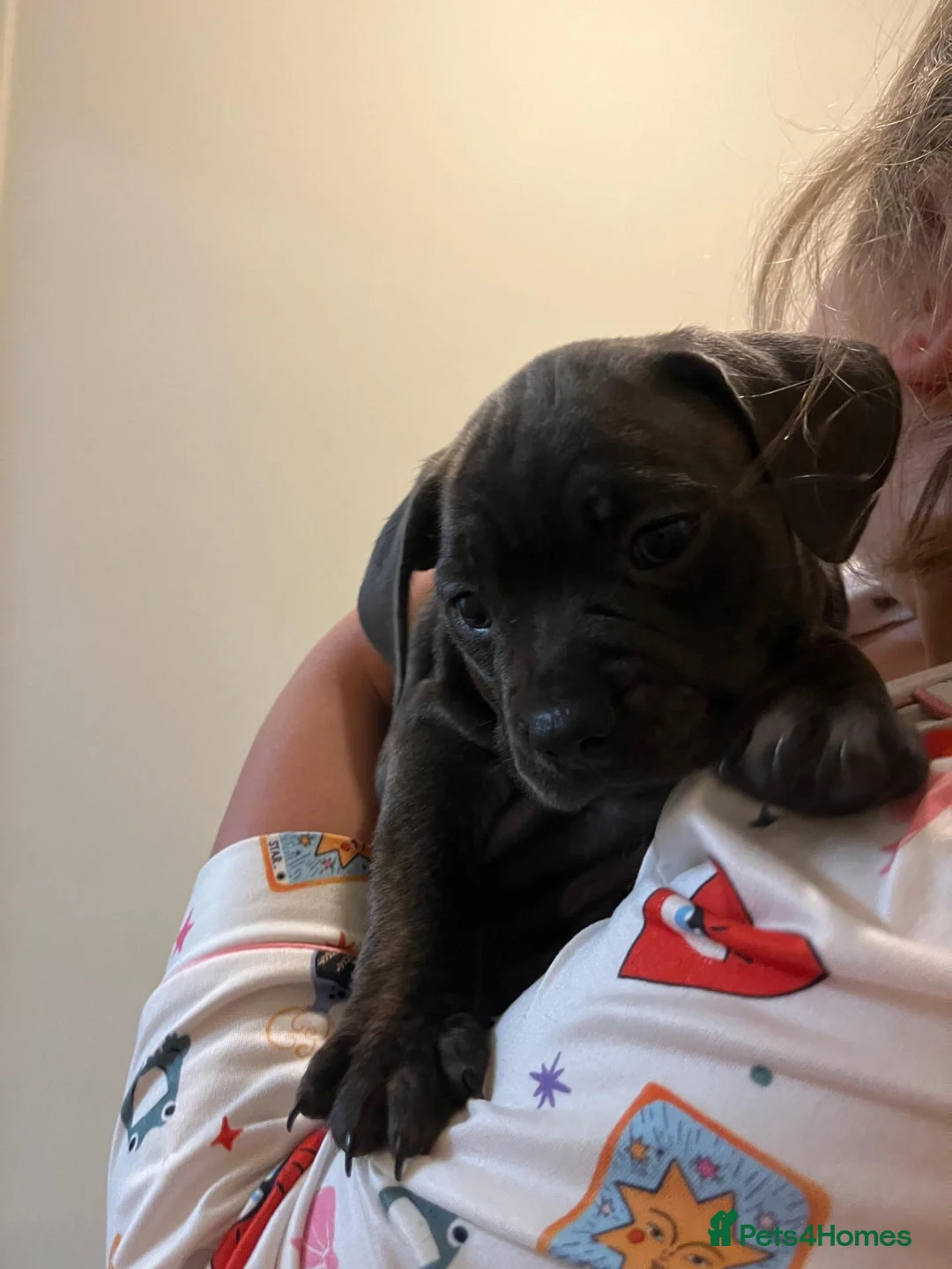 Mixed Breed dogs for sale: French Weiner Puppy's  - Advert 22
