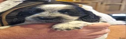 Cocker Spaniel dogs for sale: Gorgeous Sable Cocker Spaniels  - Advert 31