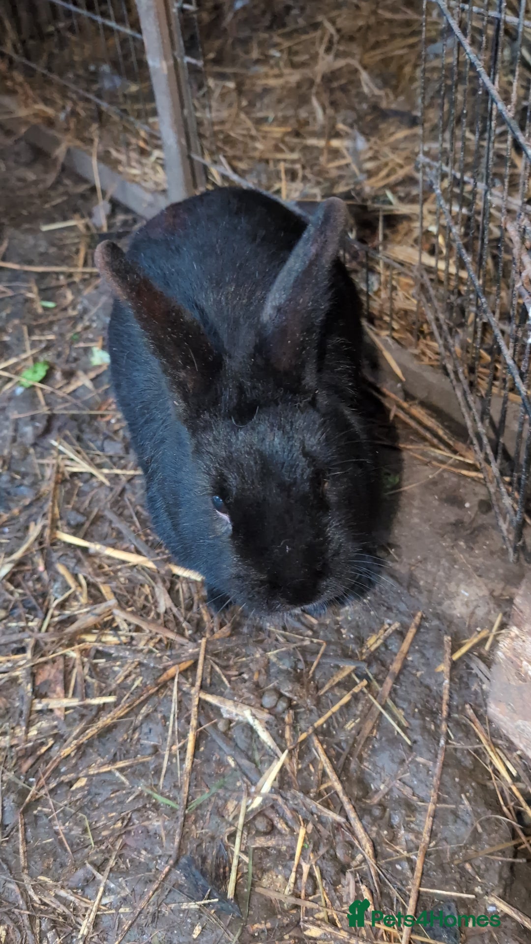 English rabbits for sale: Various Rabbits And Bunnies. Mixed Gender, colours - Advert 12