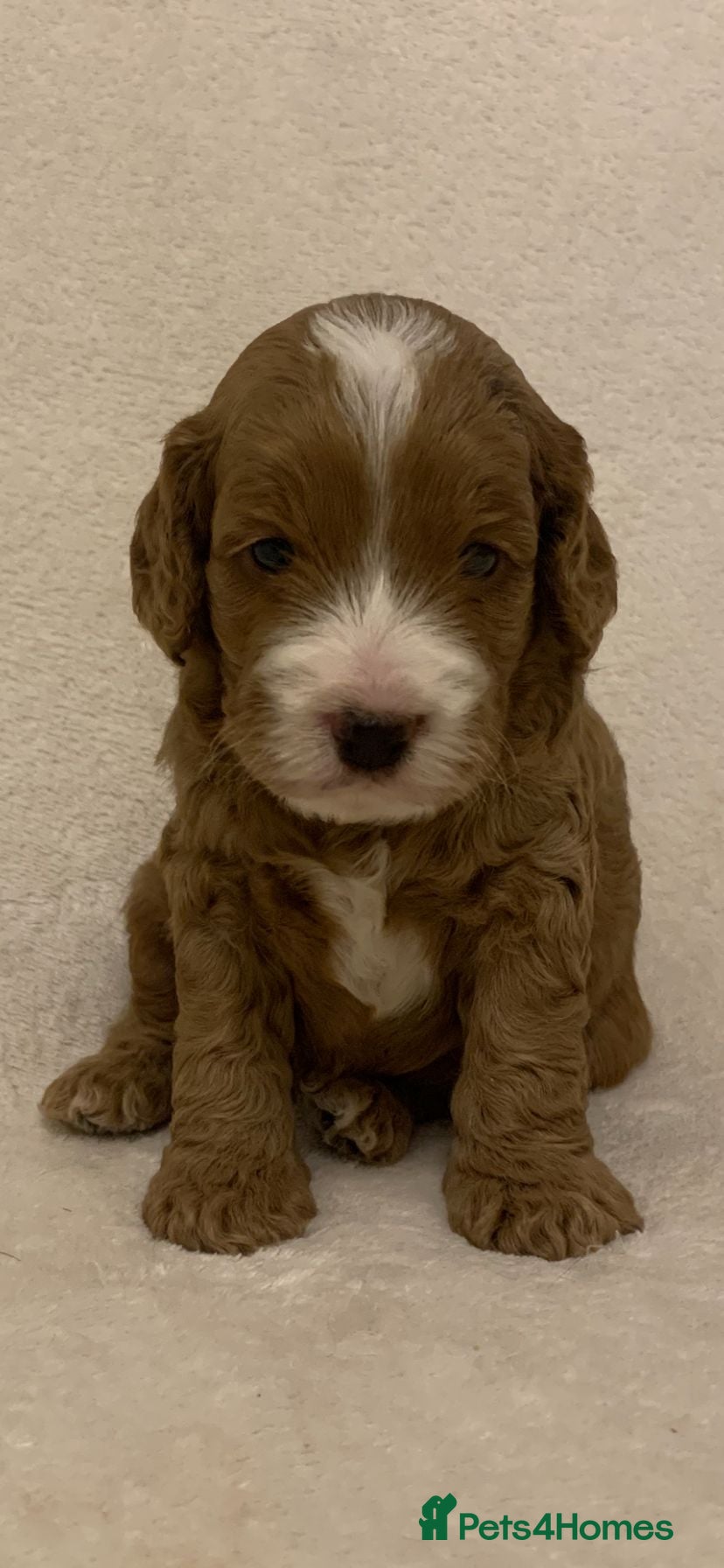 Cockapoo dogs F1 Cockapoos - health tested parents  - Advert 16