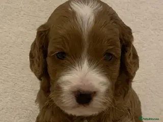 Cockapoo dogs F1 Cockapoos - health tested parents - Advert 16