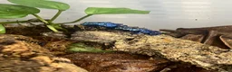 Frog reptiles for sale: Various dart frogs and tree frogs  - Advert 8