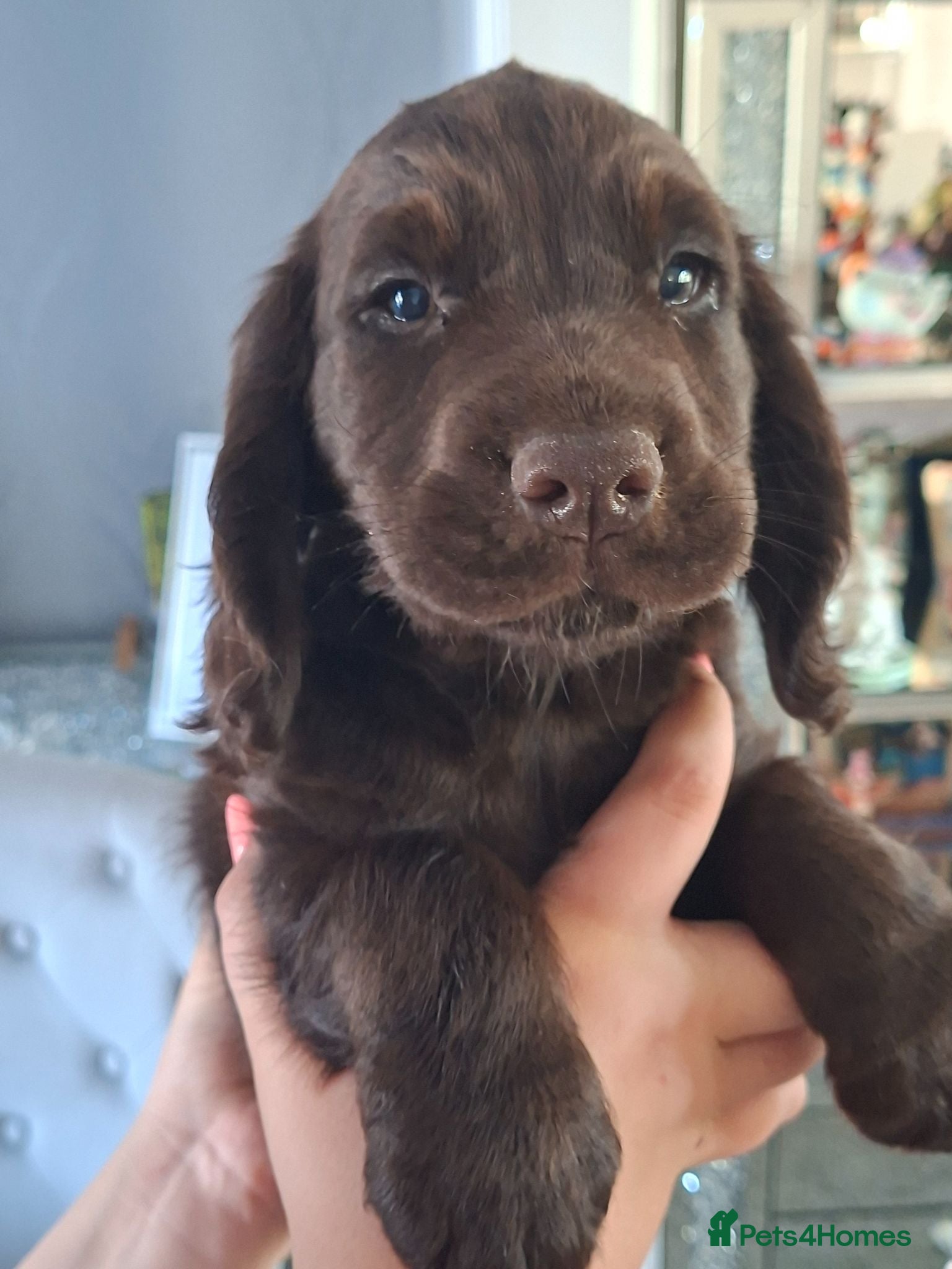 Cocker Spaniel dogs Ready now 1 chocolate boy - Advert 10