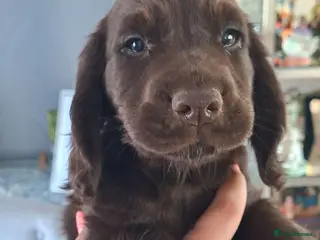 Cocker Spaniel dogs Ready now 1 chocolate boy - Advert 10