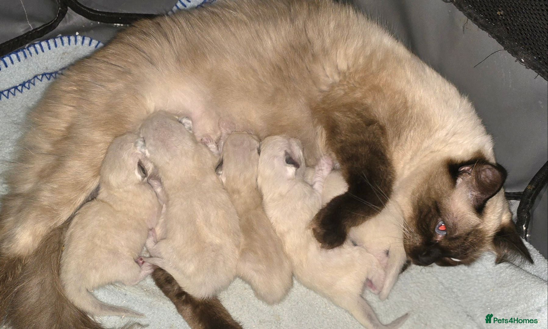 Ragdoll cats Ragdoll males for sale - Advert 1