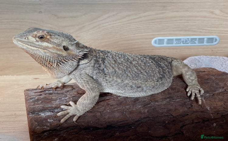 Bearded Dragon reptiles - Advert 13