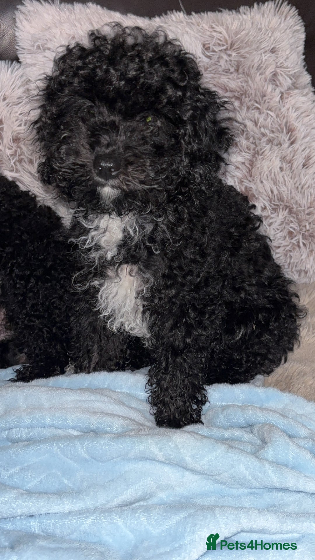 Cavapoo dogs for sale:  Cavapoo puppies  - Advert 13