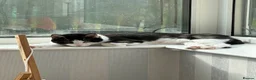 Domestic Shorthair cats for sale: Urgent Help Needed for Semi-Feral Lumen - Advert 4