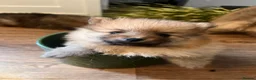 Pomeranian dogs for sale: Pomeranian Puppies - Advert 12