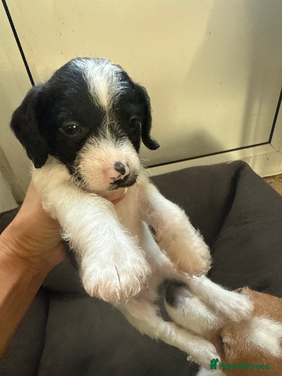 Jackapoo dogs for sale: Jackapoo - Advert 13