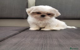 Shih Tzu dogs for sale: Ready now 🥰 Last Imperial ShihTzu Lavender Girl.  - Image 22