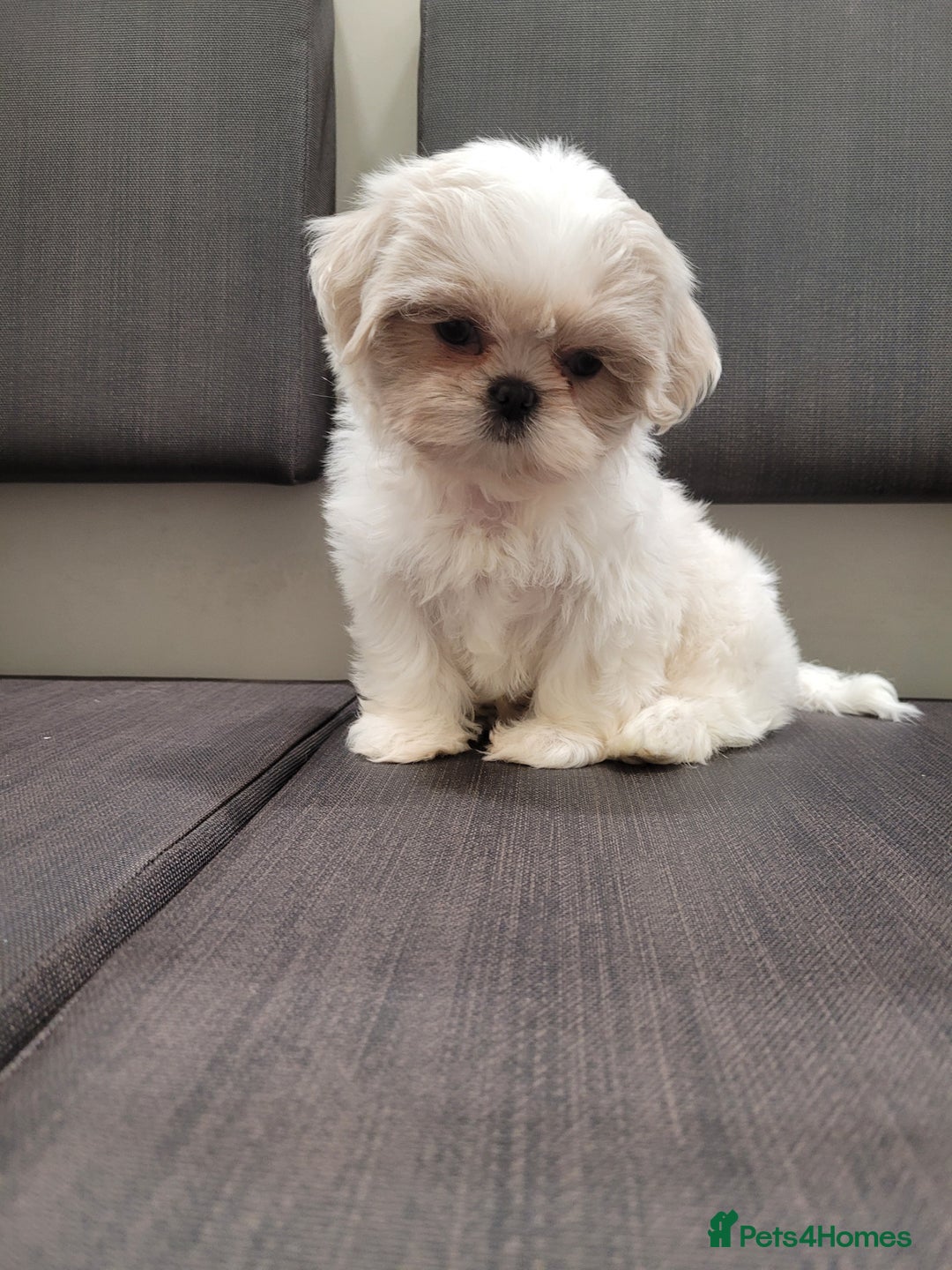 Shih Tzu dogs for sale: Ready now 🥰 Last Imperial ShihTzu Lavender Girl.  - Image 22
