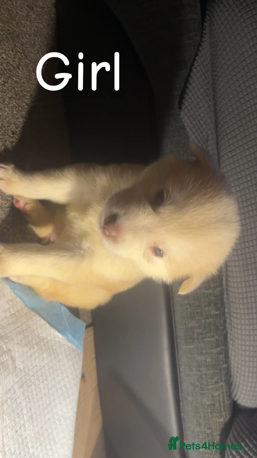 Siberian Husky dogs for sale: 7 husky pups - Advert 7