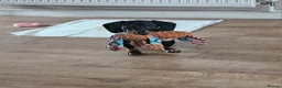 Miniature Dachshund dogs for sale: 4 month old female miniature dachshund  - Advert 3