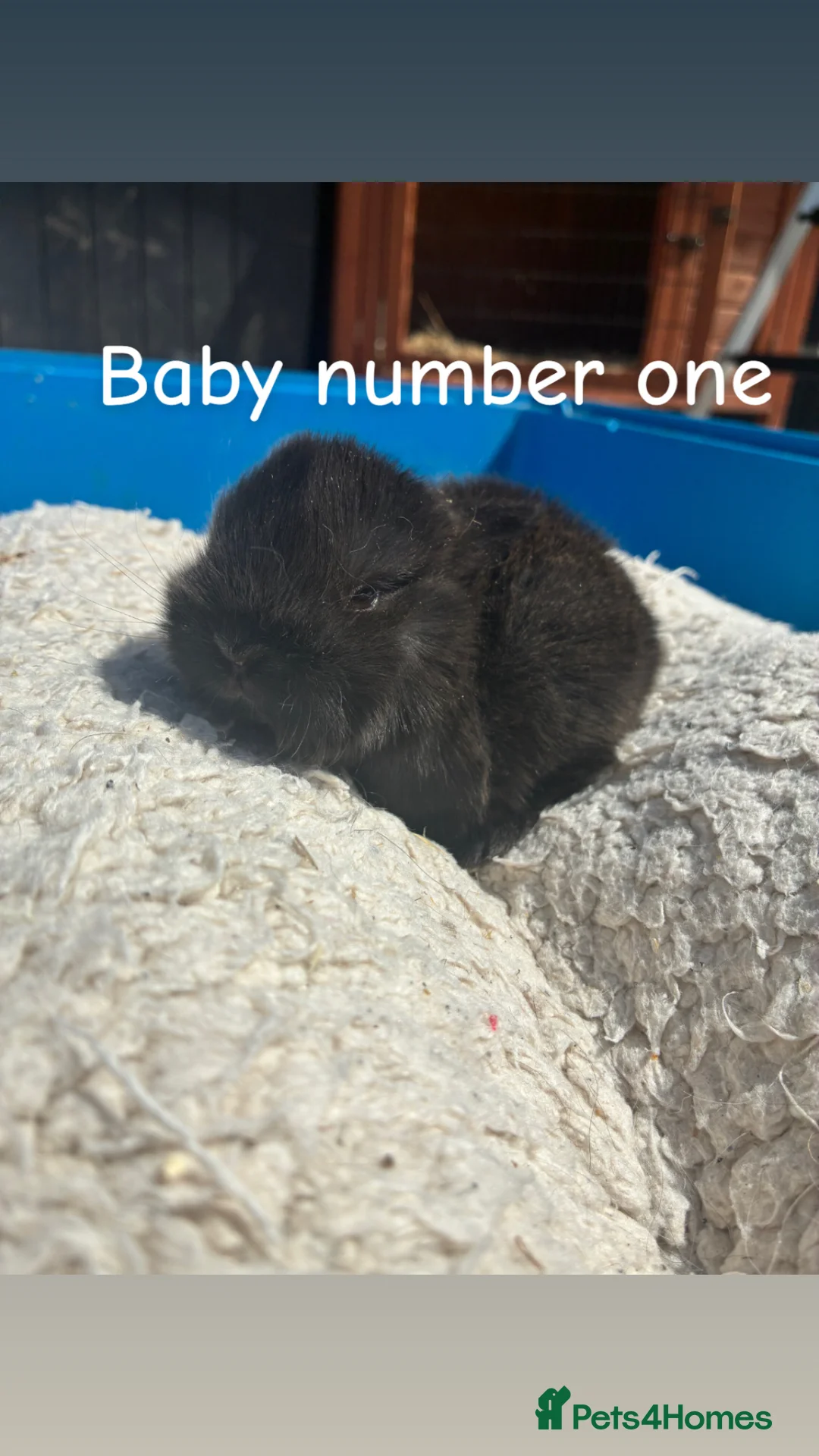 Mini Lop rabbits for sale:  Gorgeous pure mini lop babies for sale !💗💙 - Advert 2