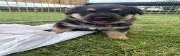 German Shepherd dogs for sale: German shepherd puppies.  - Advert 2
