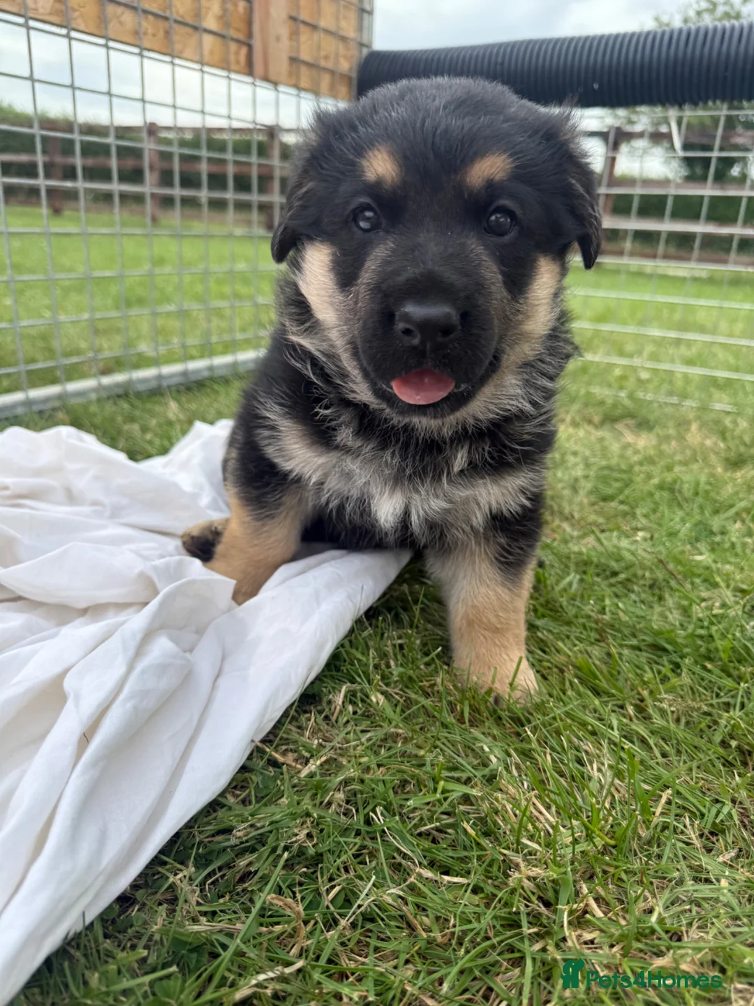 German Shepherd dogs for sale: German shepherd puppies.  - Advert 2