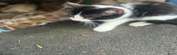Mixed Breed cats for sale: 4 Male Kittens  in Pontypool - Advert 6