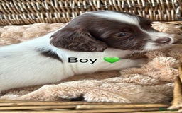 English Springer Spaniel dogs for sale: kc registered springer spaniel pups  - Image 6