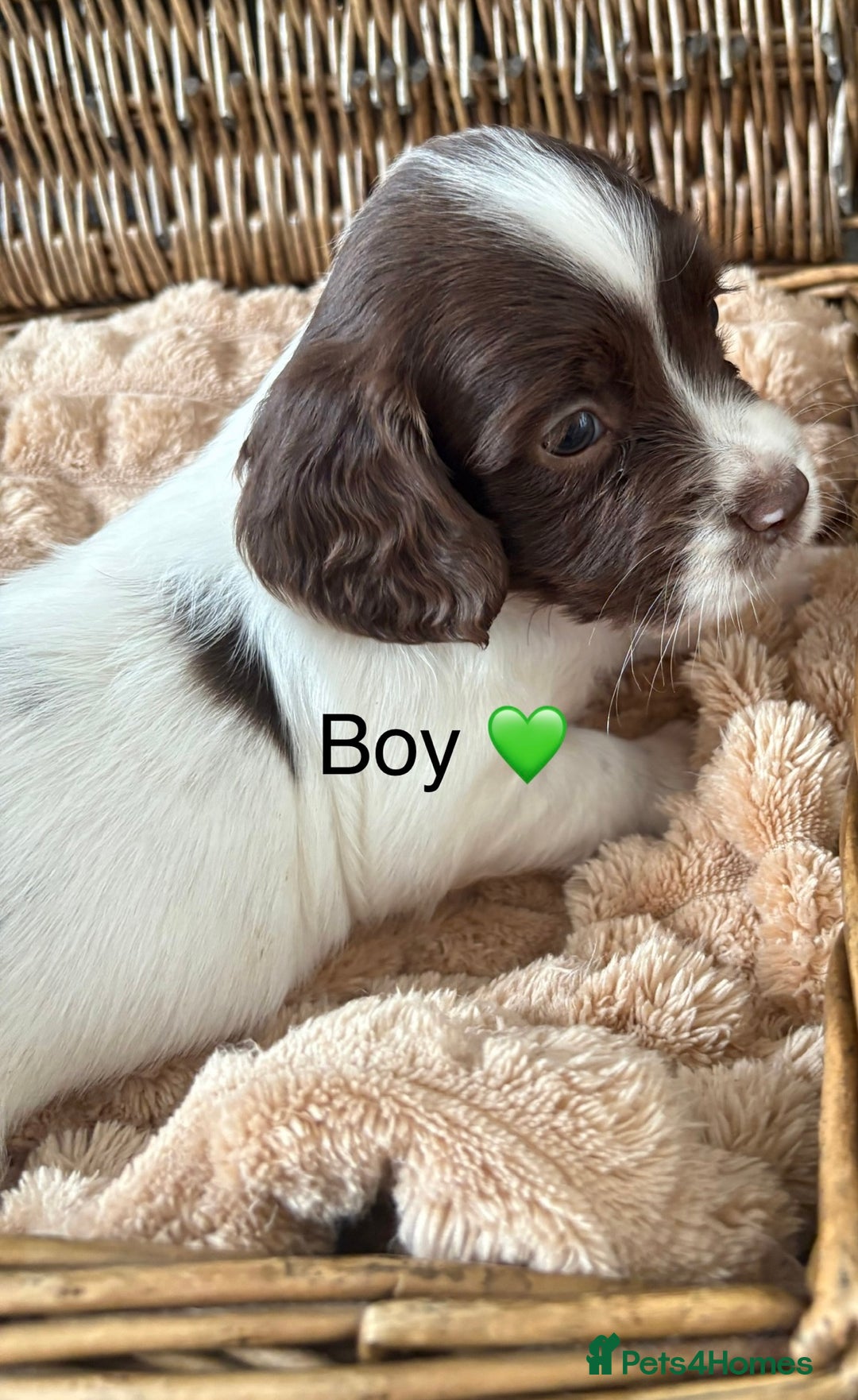 English Springer Spaniel dogs for sale: kc registered springer spaniel pups  - Image 6